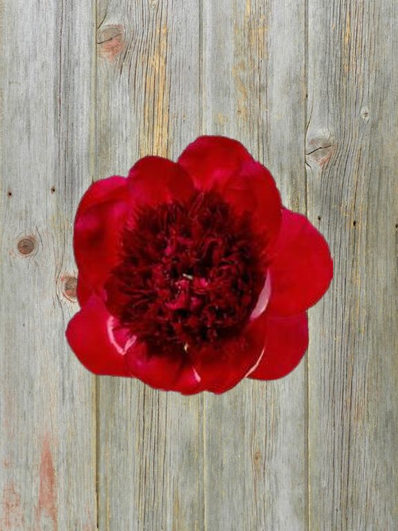 RED CHARM  RED PEONIES